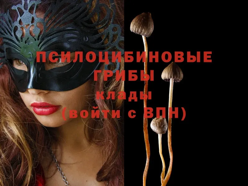 blacksprut ТОР  Вытегра  Галлюциногенные грибы Psilocybe 